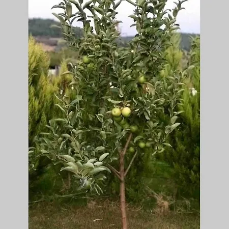 فيلة Sakin Sehrin 'Yasam Kralligi' Muestakil Havuz Villa كوجولار